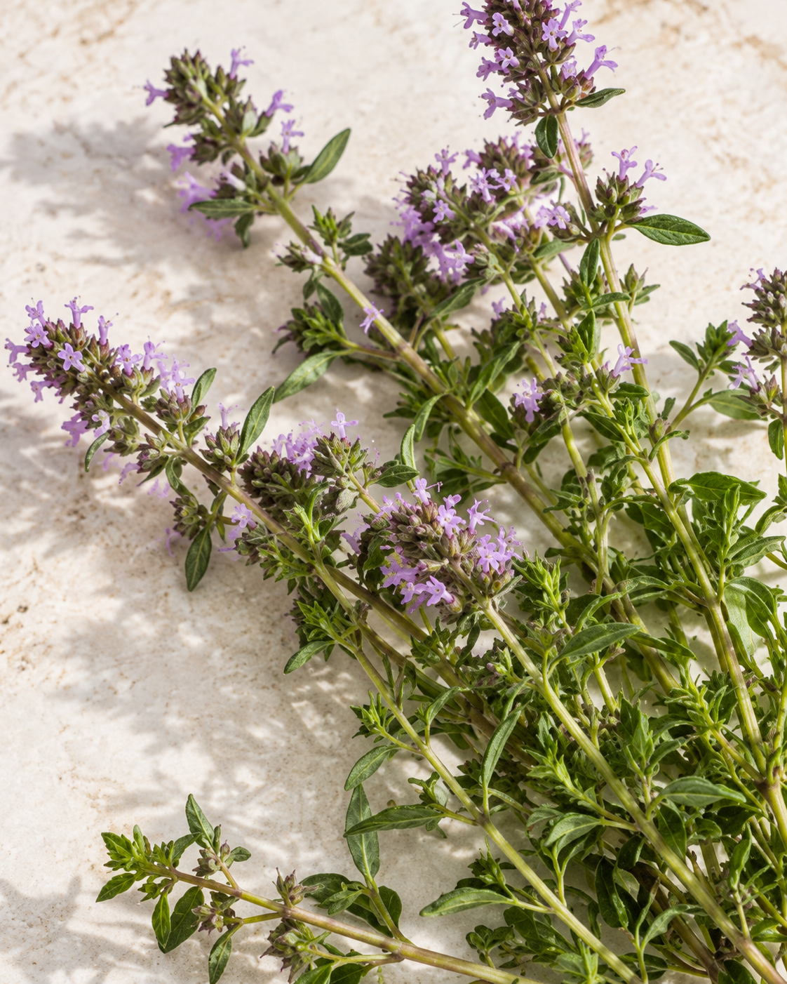 Armenian mountain thyme